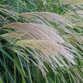 Verkoop Prachtriet 'Gracillimus' - Miscanthus sinensis gracillimus