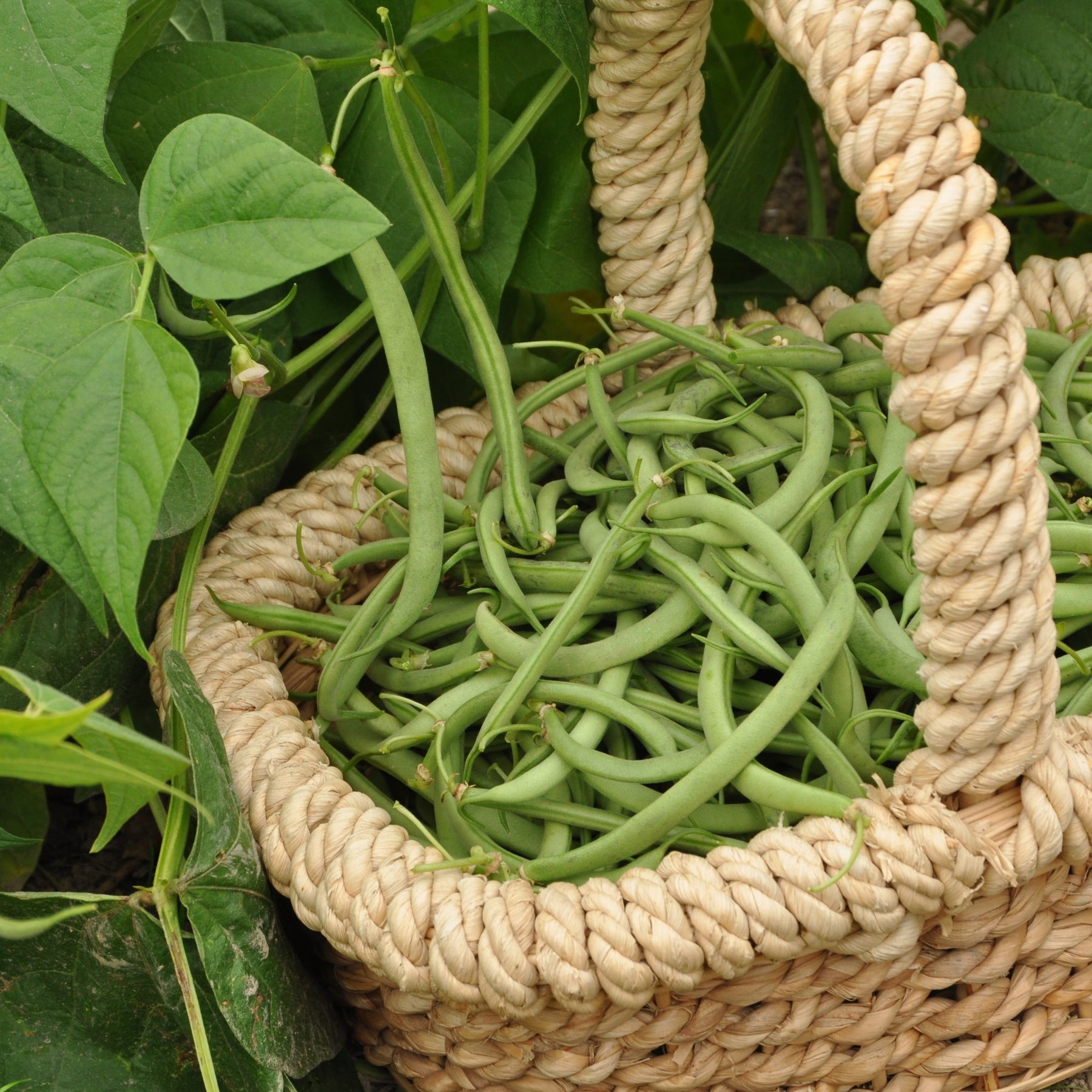 Phaseolus vulgaris Contender - Sperzieboon 'Contender' - Bonenzaden