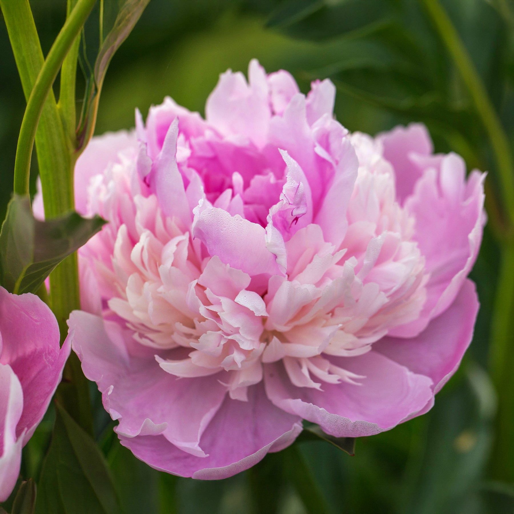 Pioenroos 'Sorbet' - Paeonia lactiflora x sorbet - Willemse