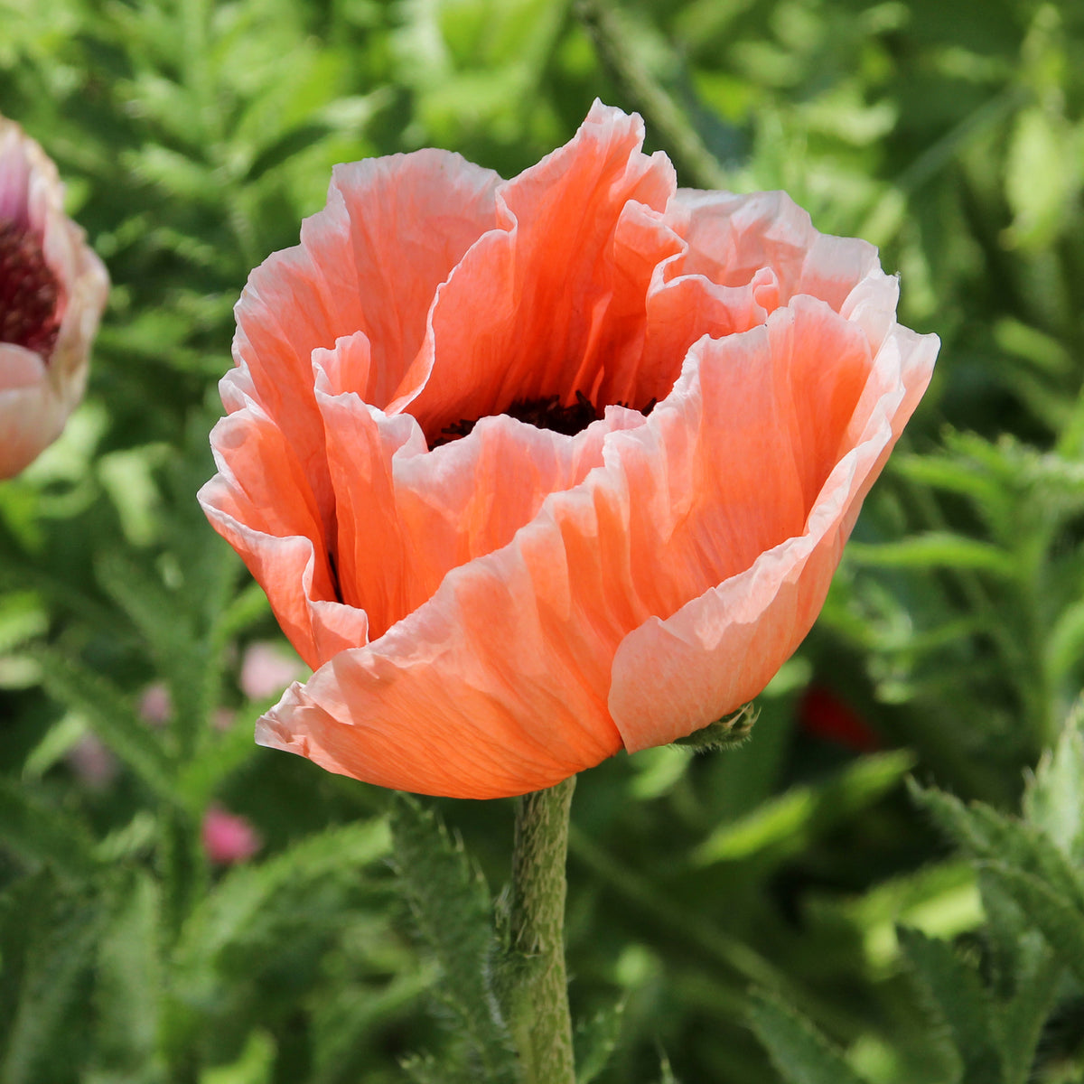 Oosterse klaproos 'Pictoree' - Papaver orientale 'picotee' - Willemse