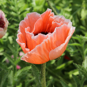 Oosterse klaproos 'Pictoree' - Papaver orientale 'picotee' - Willemse