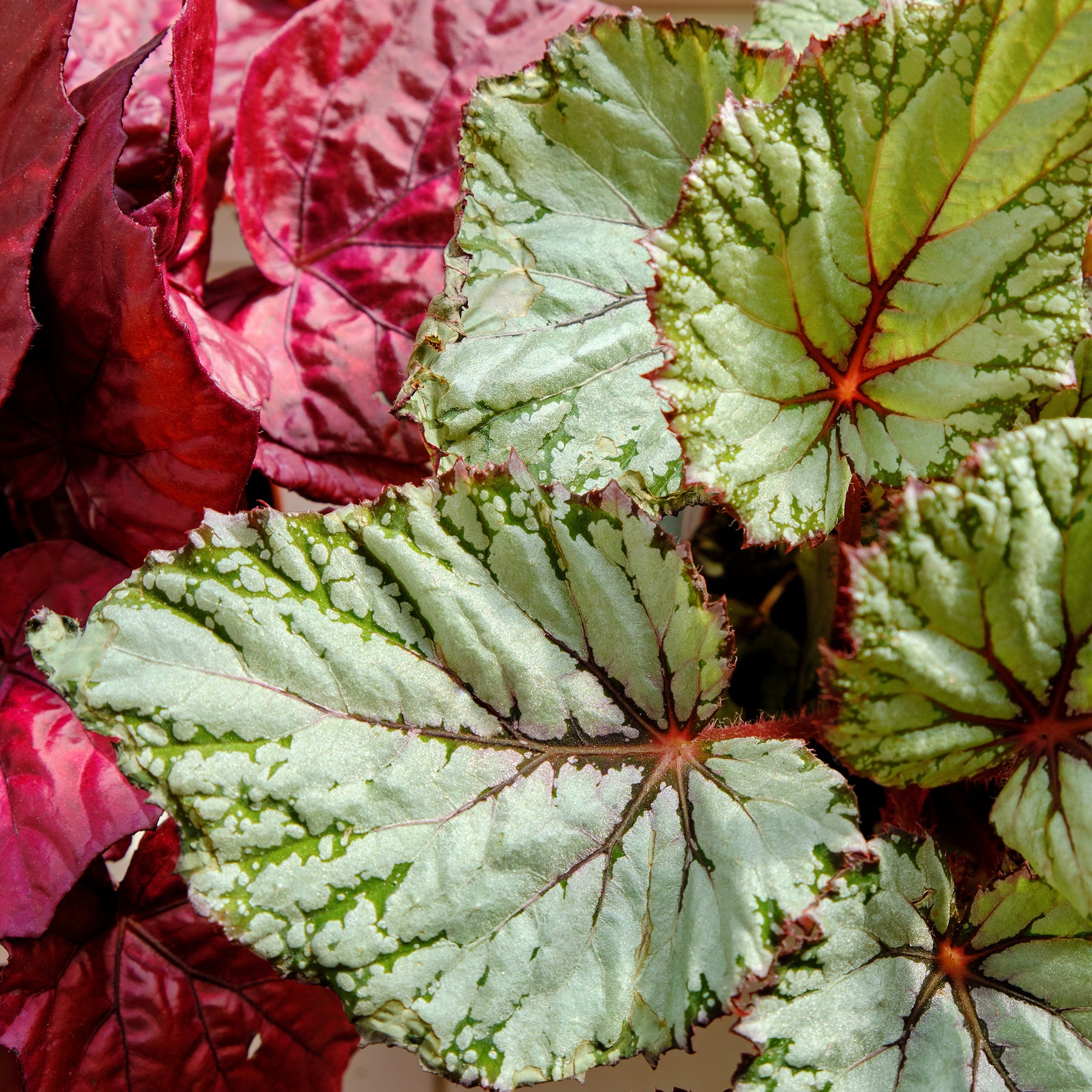 Begonia beleaf asian tundra - Bladbegonia 'Asian Tundra' - Groene kamerplanten voor interieur
