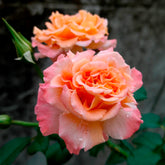Grootbloemige roos 'Augusta Louise'® - Rosa augusta louise - Willemse