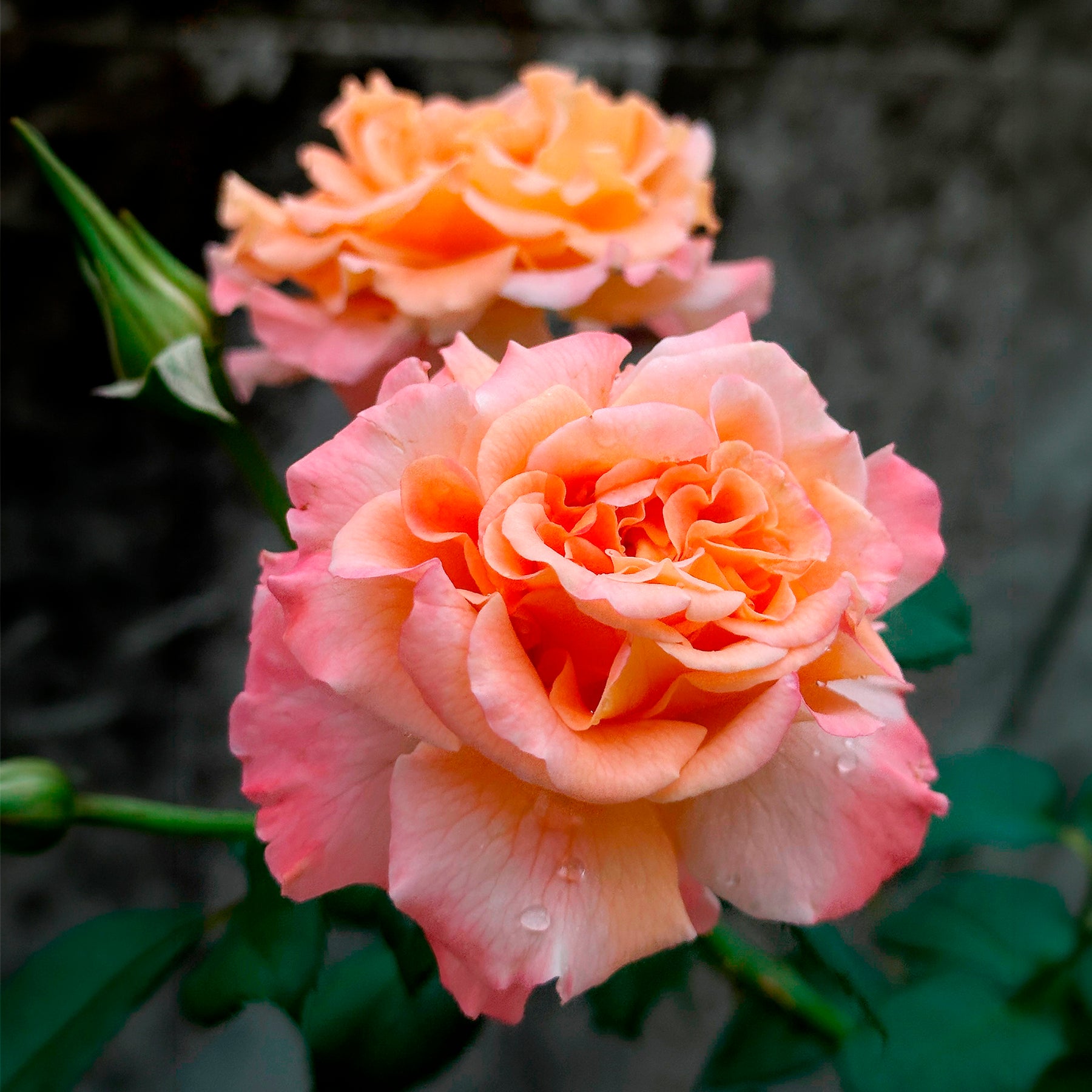 Grootbloemige roos 'Augusta Louise'® - Rosa augusta louise - Willemse