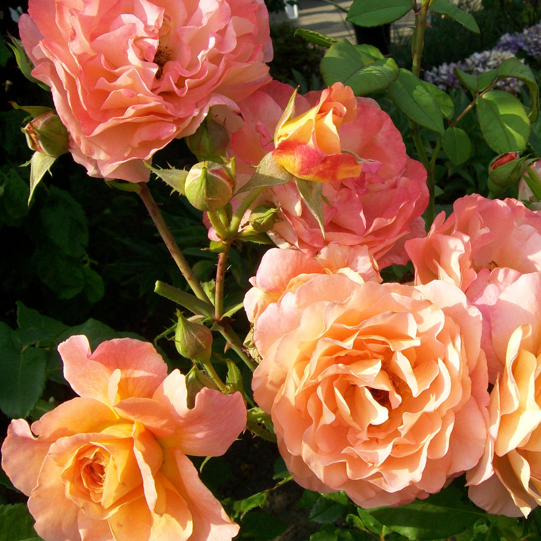 Rosa augusta louise - Grootbloemige roos 'Augusta Louise'® - Grootbloemige rozen