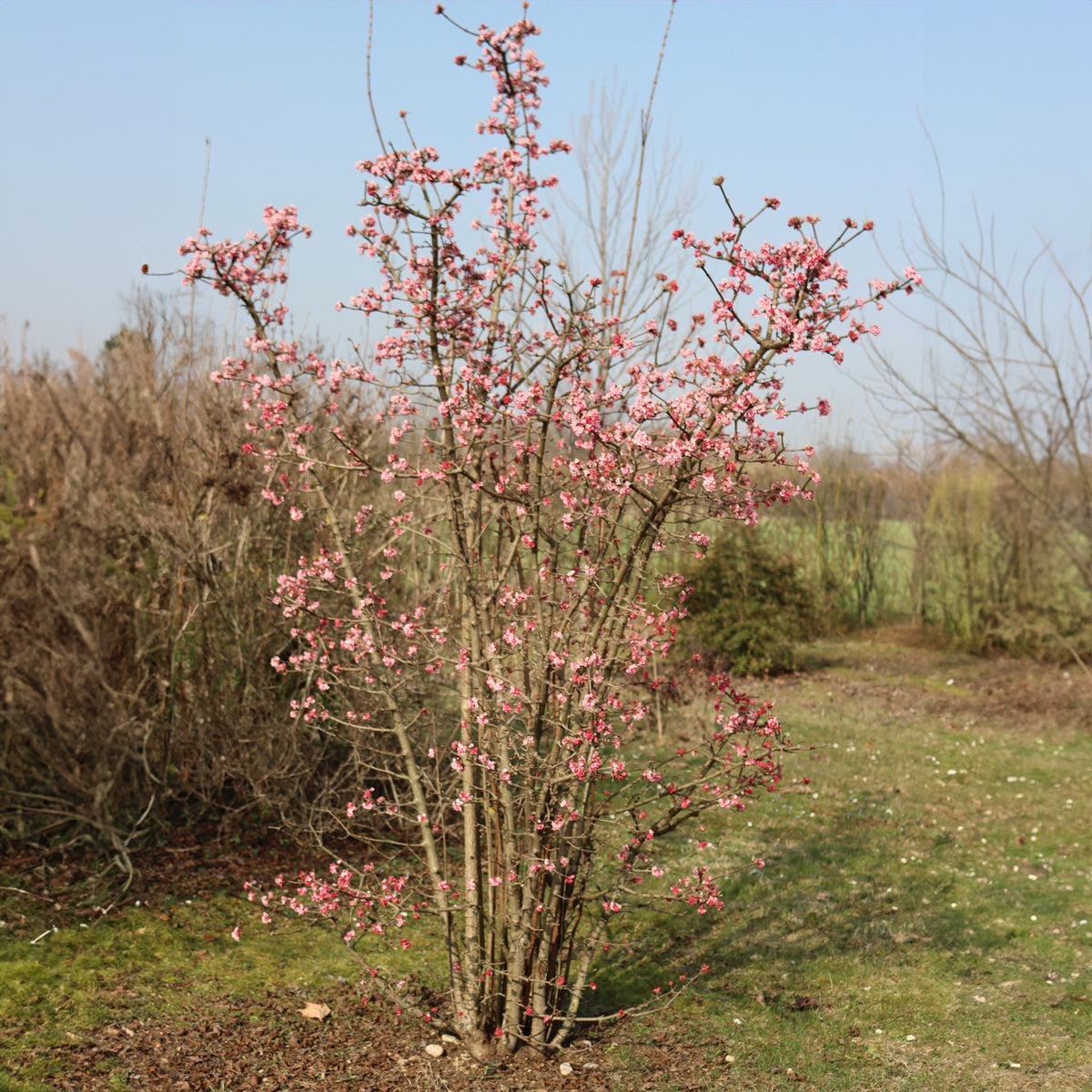 Viburnum bodnantense Dawn - Wintersneeuwbal 'Dawn' - Sneeuwbal (Viburnum)