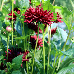 Dahlia  - Dahlia 'Tamburo' (x3) - Dahlia tamburo
