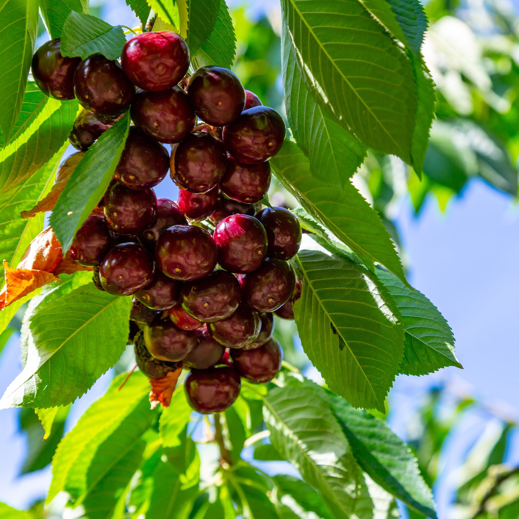 Kersenboom Kordia - Prunus avium Kordia - Willemse