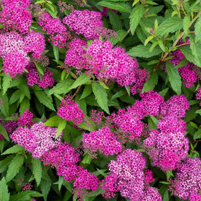 Spirea - Spierstruik 'Shirobana' - Spiraea japonica Genpei