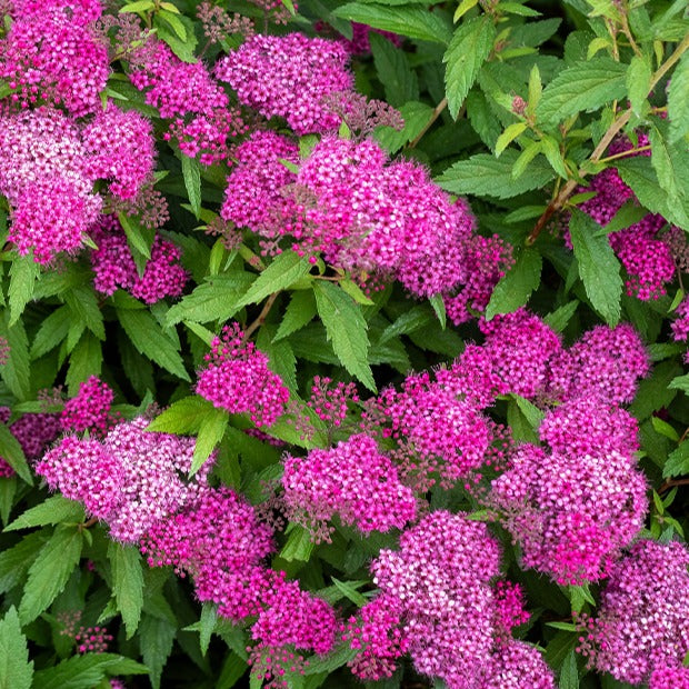 Spirea - Spierstruik 'Shirobana' - Spiraea japonica Genpei