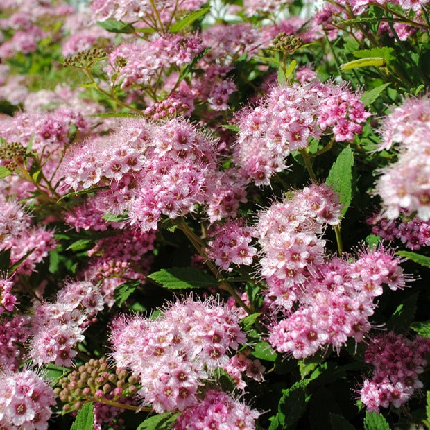 Spierstruik 'Shirobana' - Willemse