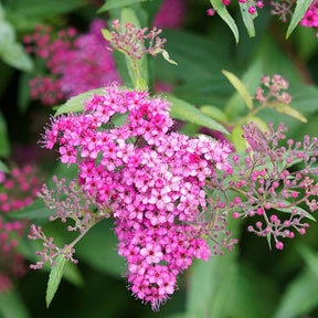 Spiraea japonica Genpei - Spierstruik 'Shirobana' - Spirea