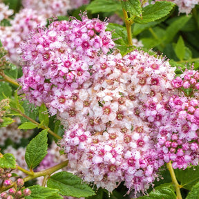Spierstruik 'Shirobana' - Spiraea japonica Genpei - Willemse
