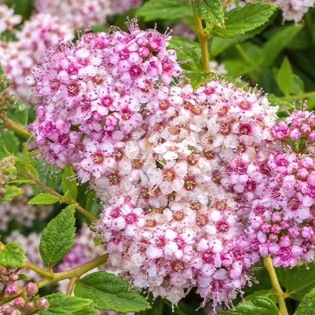Spierstruik 'Shirobana' - Spiraea japonica Genpei - Willemse