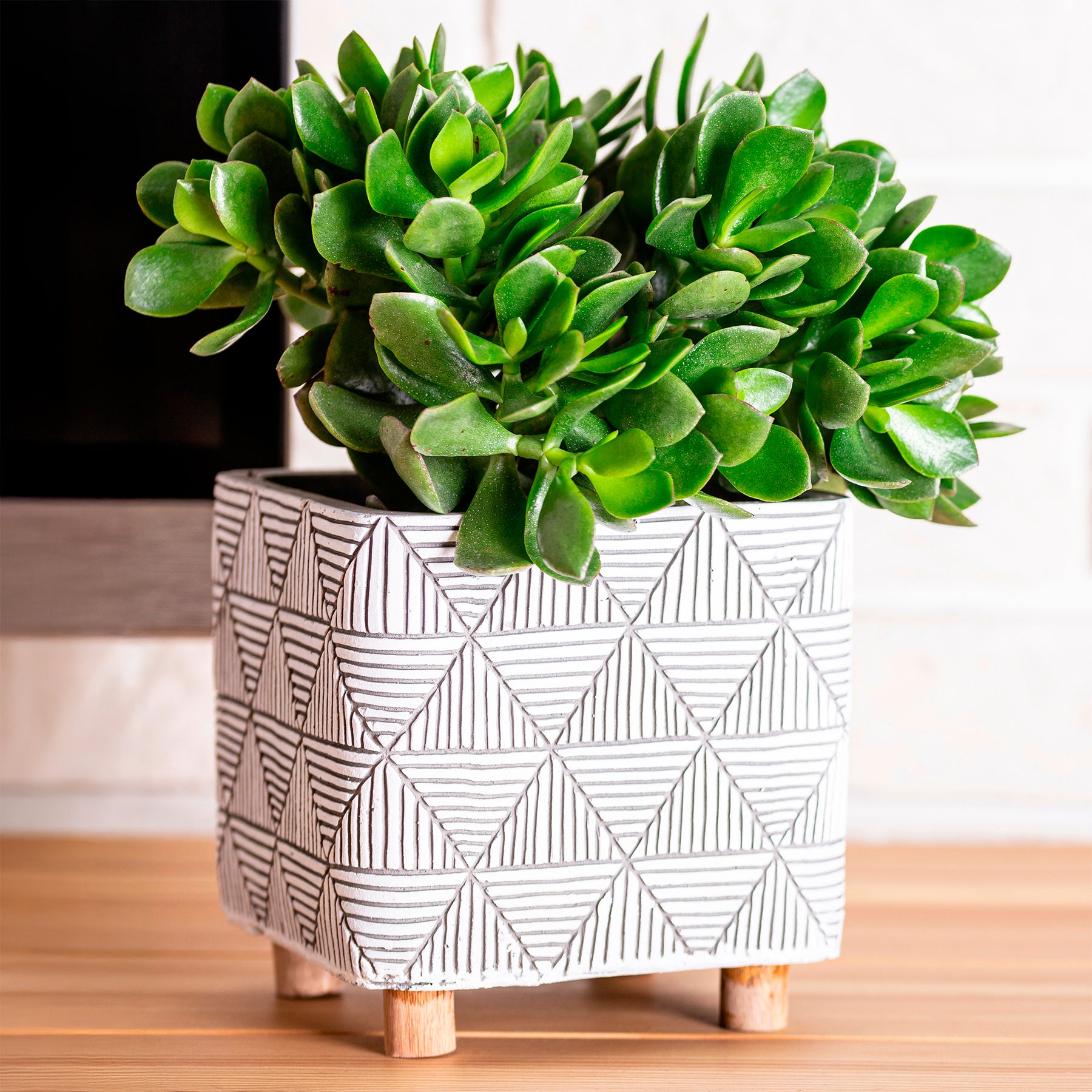 Jadeplant - Willemse