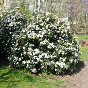Sneeuwbal (Viburnum) - Sneeuwbal Tinus - Viburnum tinus