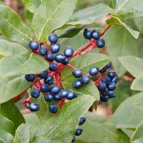 Verkoop Sneeuwbal Tinus