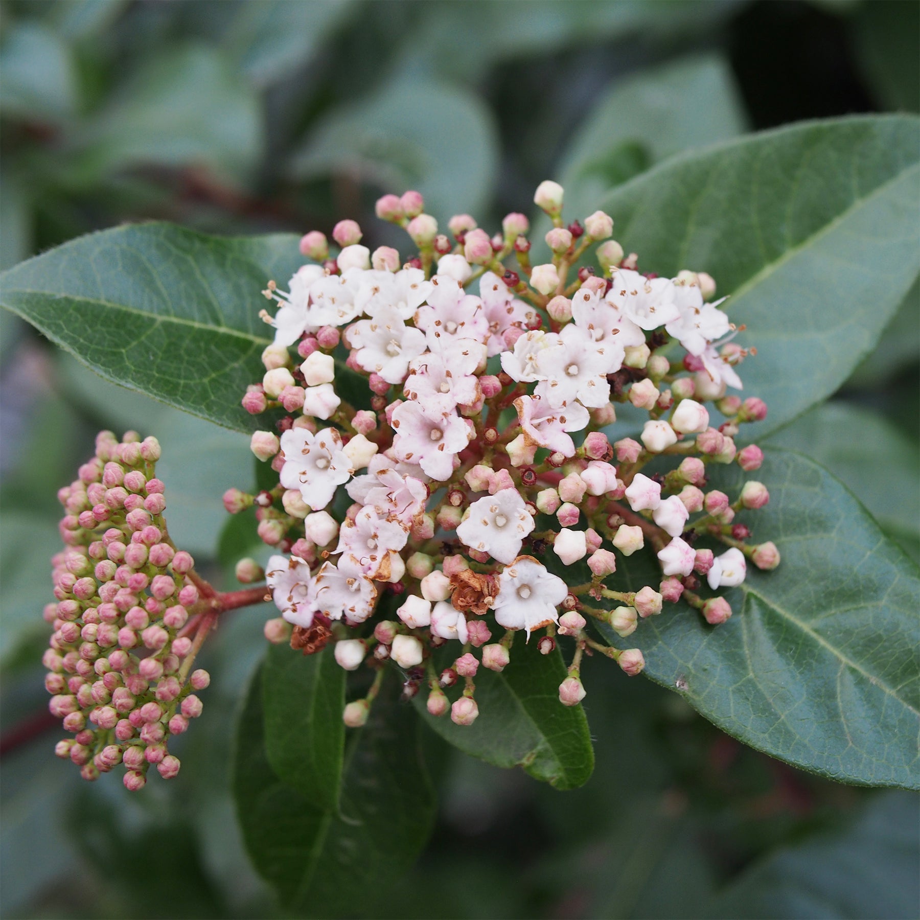 Verkoop Sneeuwbal Tinus - Viburnum tinus