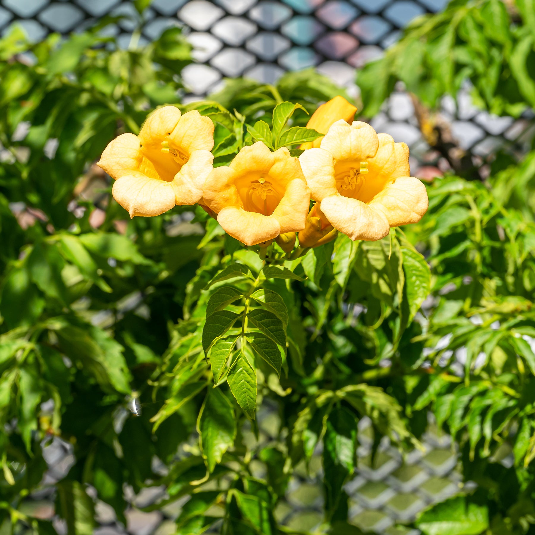 Trompetbloem 'Yellow Trumpet' - Campsis radicans Yellow Trumpet - Willemse