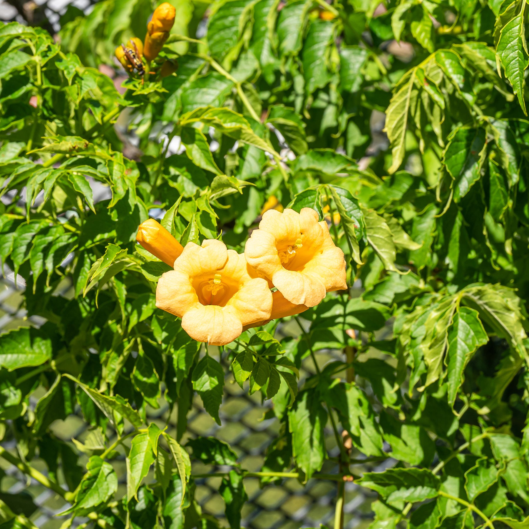 Campsis radicans Yellow Trumpet - Trompetbloem 'Yellow Trumpet' - Klimplanten