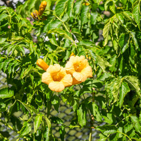 Campsis radicans Yellow Trumpet - Trompetbloem 'Yellow Trumpet' - Klimplanten