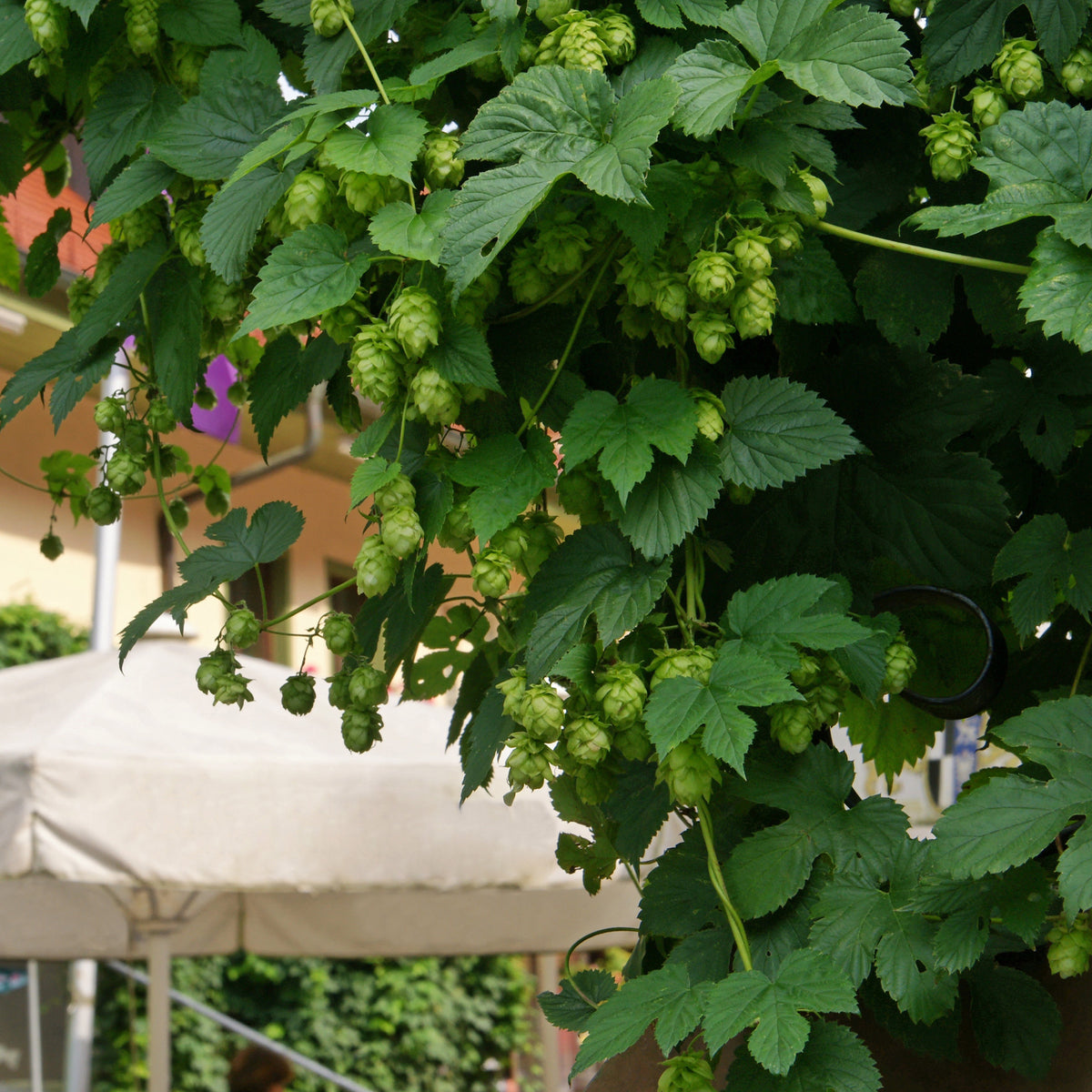 Hop 'Magnum' - Willemse