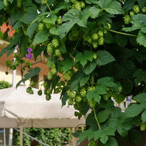 Hop 'Magnum' - Willemse