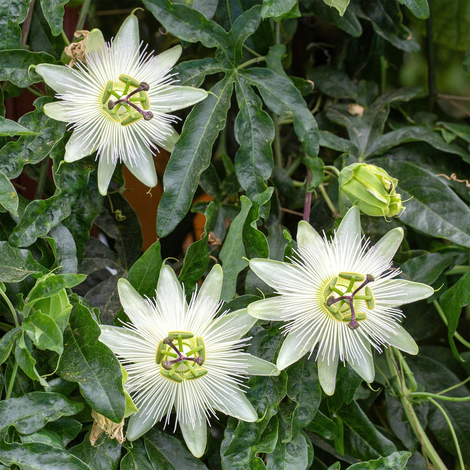 Passiebloem - Passiebloem 'Constance Elliot' - Passiflora caerulea constance elliot