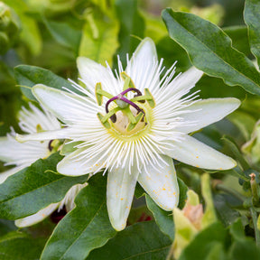 Passiebloem 'Constance Elliot' - Willemse