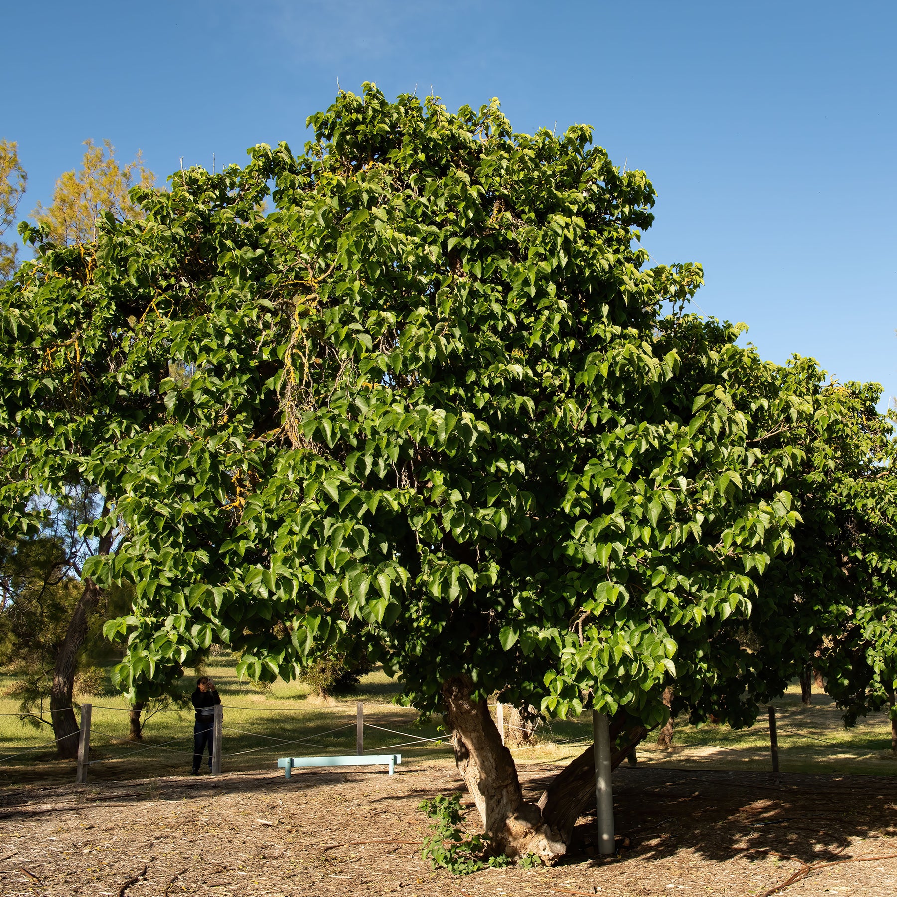 Morus acidosa Mulle - Moerbei 'Mulle' - Fruitbomen