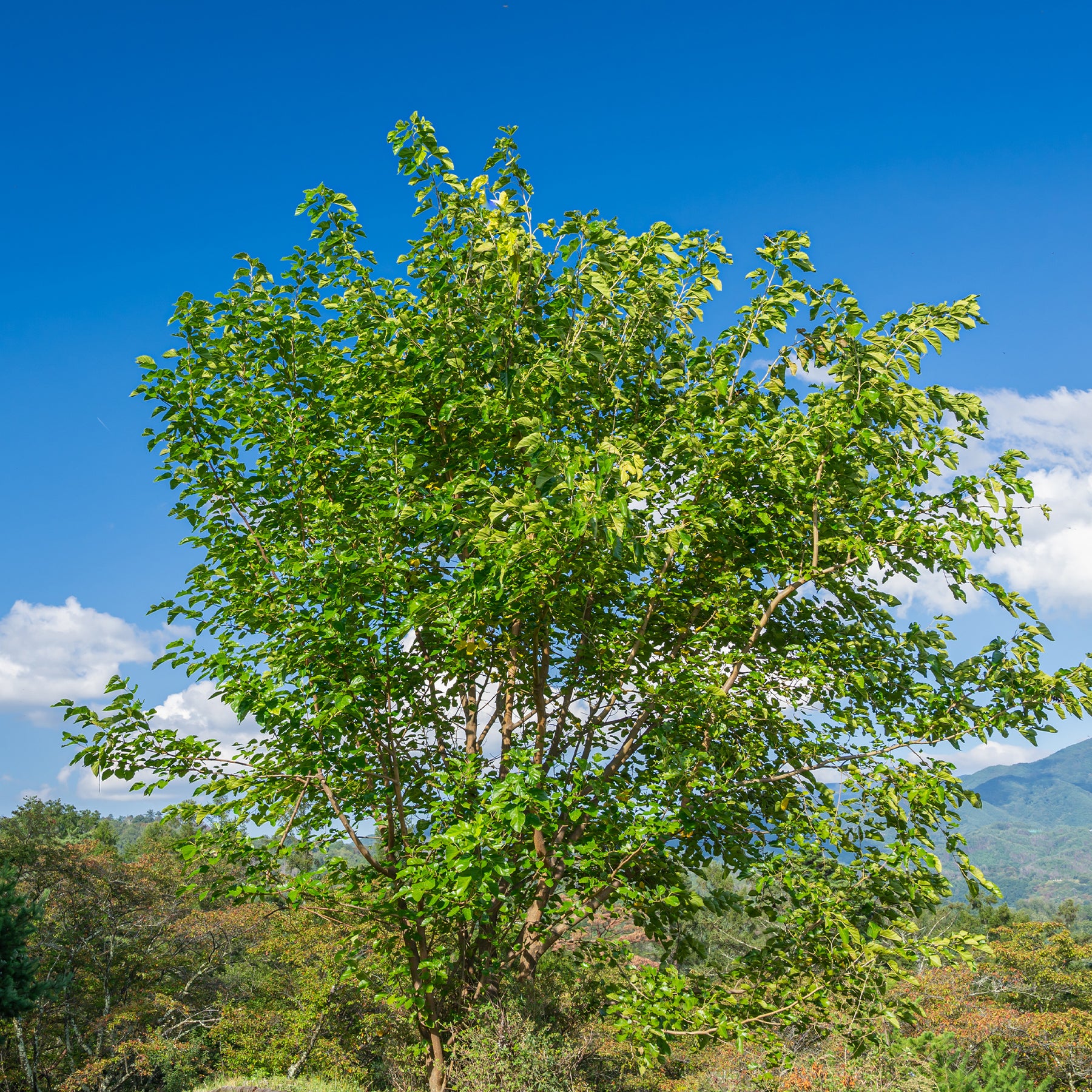 Moerbei 'Mulle' - Willemse