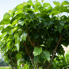 Verkoop Moerbei 'Mulle' - Morus acidosa Mulle