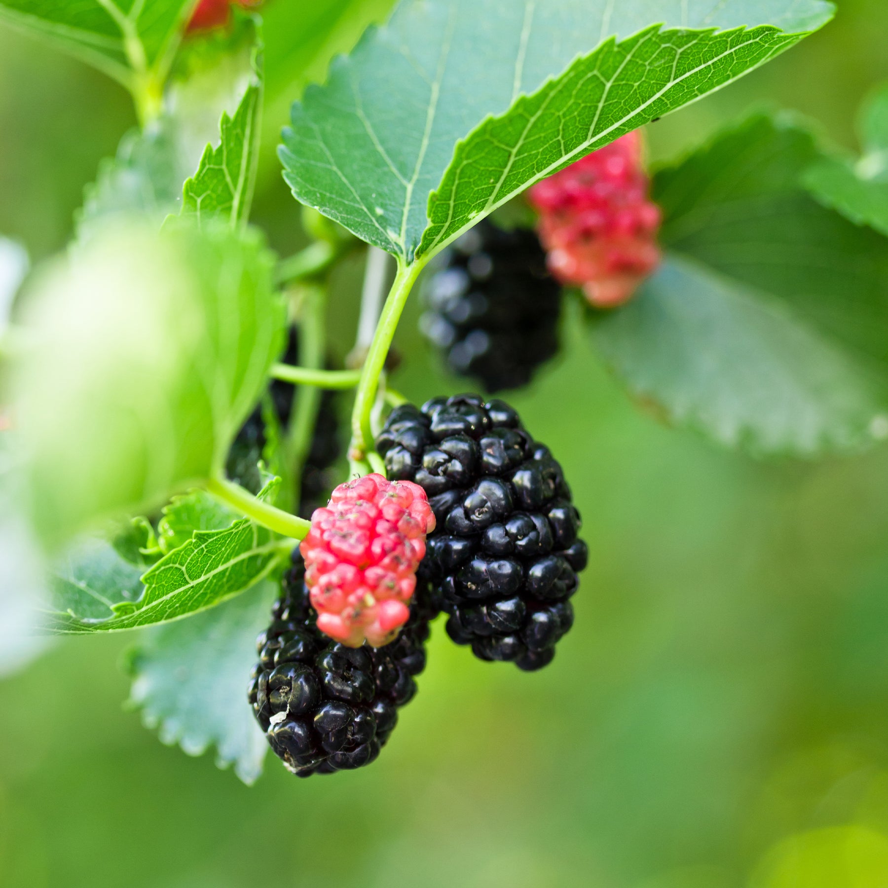 Moerbei 'Mulle' - Morus acidosa Mulle - Willemse