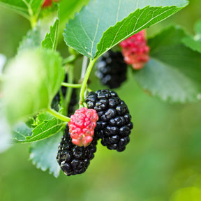 Moerbei 'Mulle' - Morus acidosa Mulle - Willemse