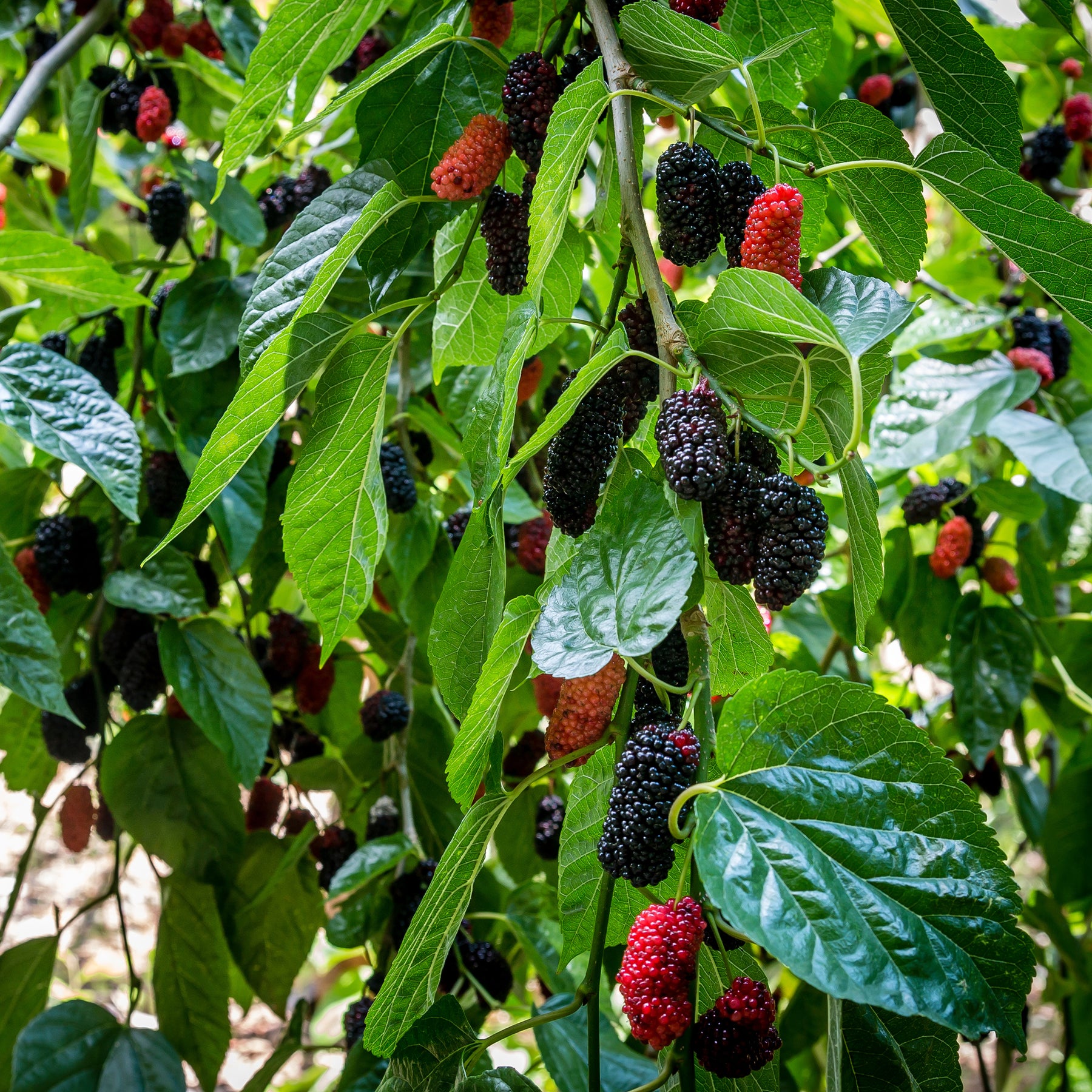 Verkoop Moerbei 'Mulle'