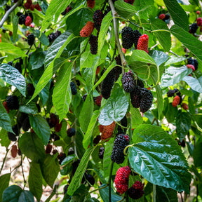 Verkoop Moerbei 'Mulle'