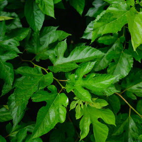 Moerbei 'Mulle' - Fruitbomen - Willemse
