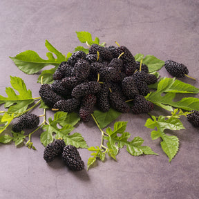 Verkoop Moerbei 'Mulle' - Fruitbomen