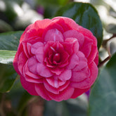 Japanse roos Principessa Baciocchi - Camellia japonica Principessa Baciocchi - Willemse