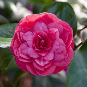 Japanse roos Principessa Baciocchi - Camellia japonica Principessa Baciocchi - Willemse