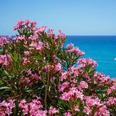 Roze Laurier - Oleander - Nerium oleander