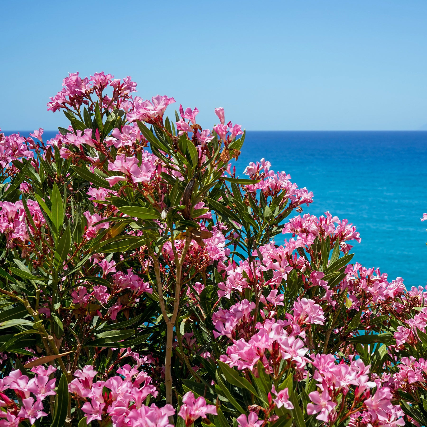 Roze Laurier - Oleander - Nerium oleander