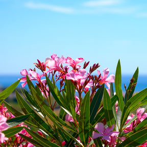 Verkoop Oleander