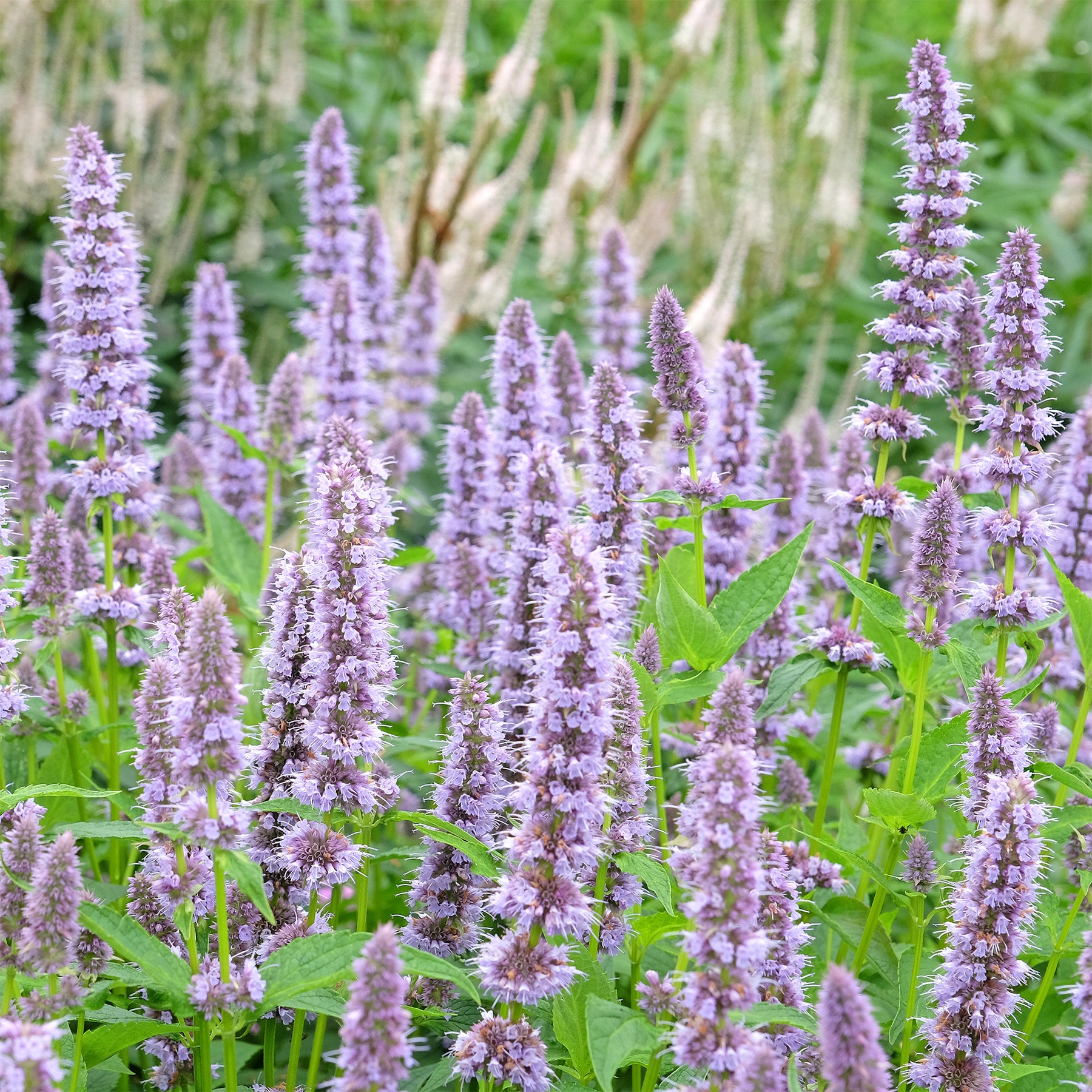Dropplant 'Blue Fortune' - Agastache blue fortune - Willemse