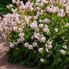 Verkoop Geranium 'Biokovo' - Geranium cantabrigiense Biokovo