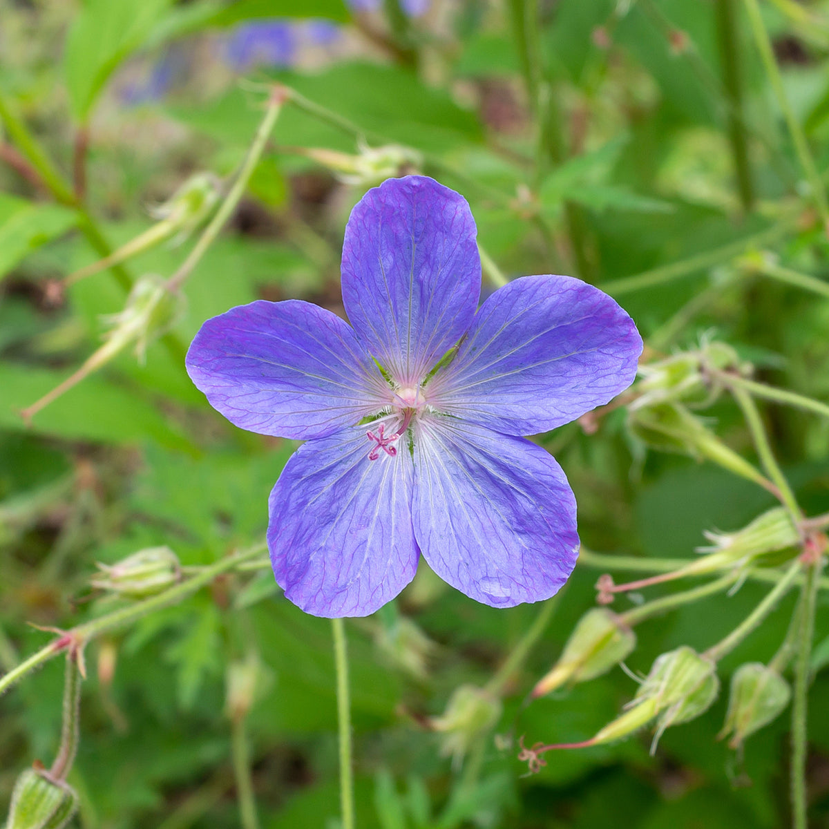 Geranium 'Johnson's Blue' - Geranium johnson's blue - Willemse