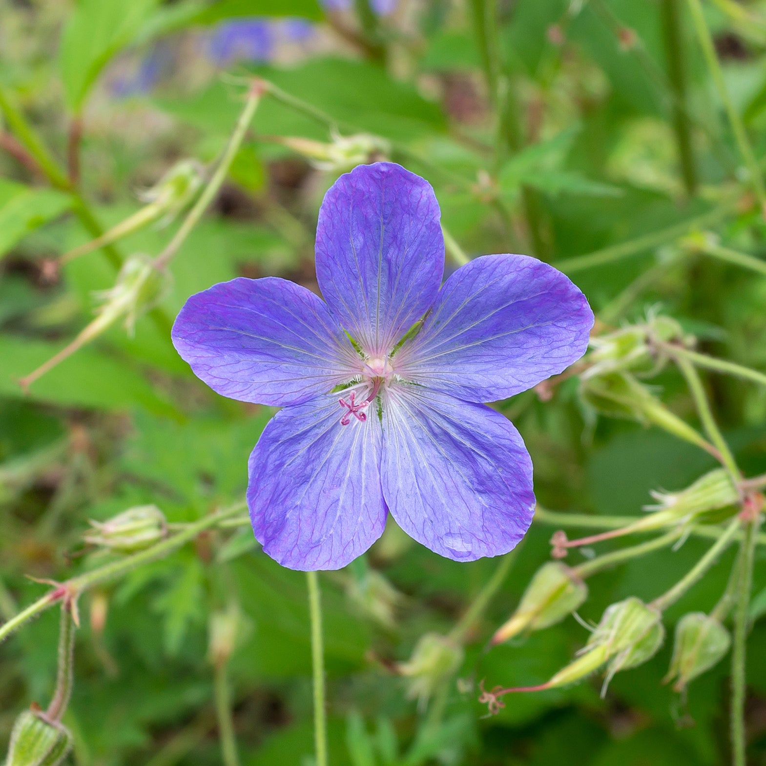 Geranium 'Johnson's Blue' - Geranium johnson's blue - Willemse