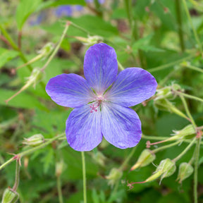 Geranium 'Johnson's Blue' - Geranium johnson's blue - Willemse