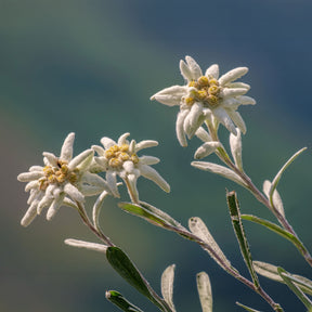 Edelweiss - Vaste planten - Willemse