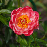 Paeonia lactiflora Coral Sunset - Pioenroos 'Coral Sunset' - Pioenrozen